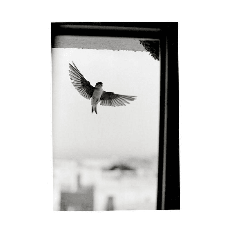 des oiseaux, bernard plossu