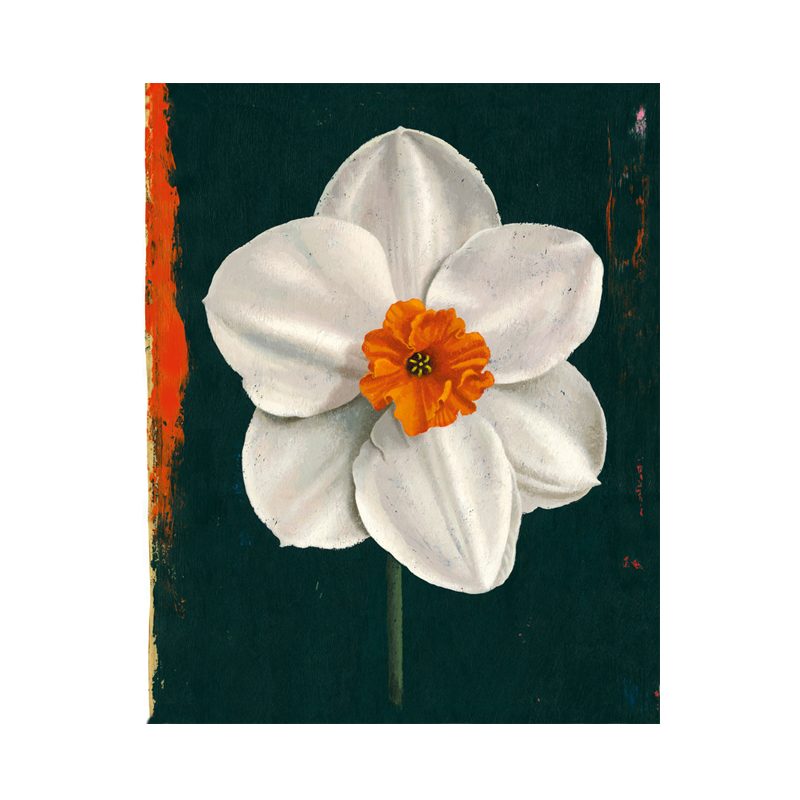 NARCISSE